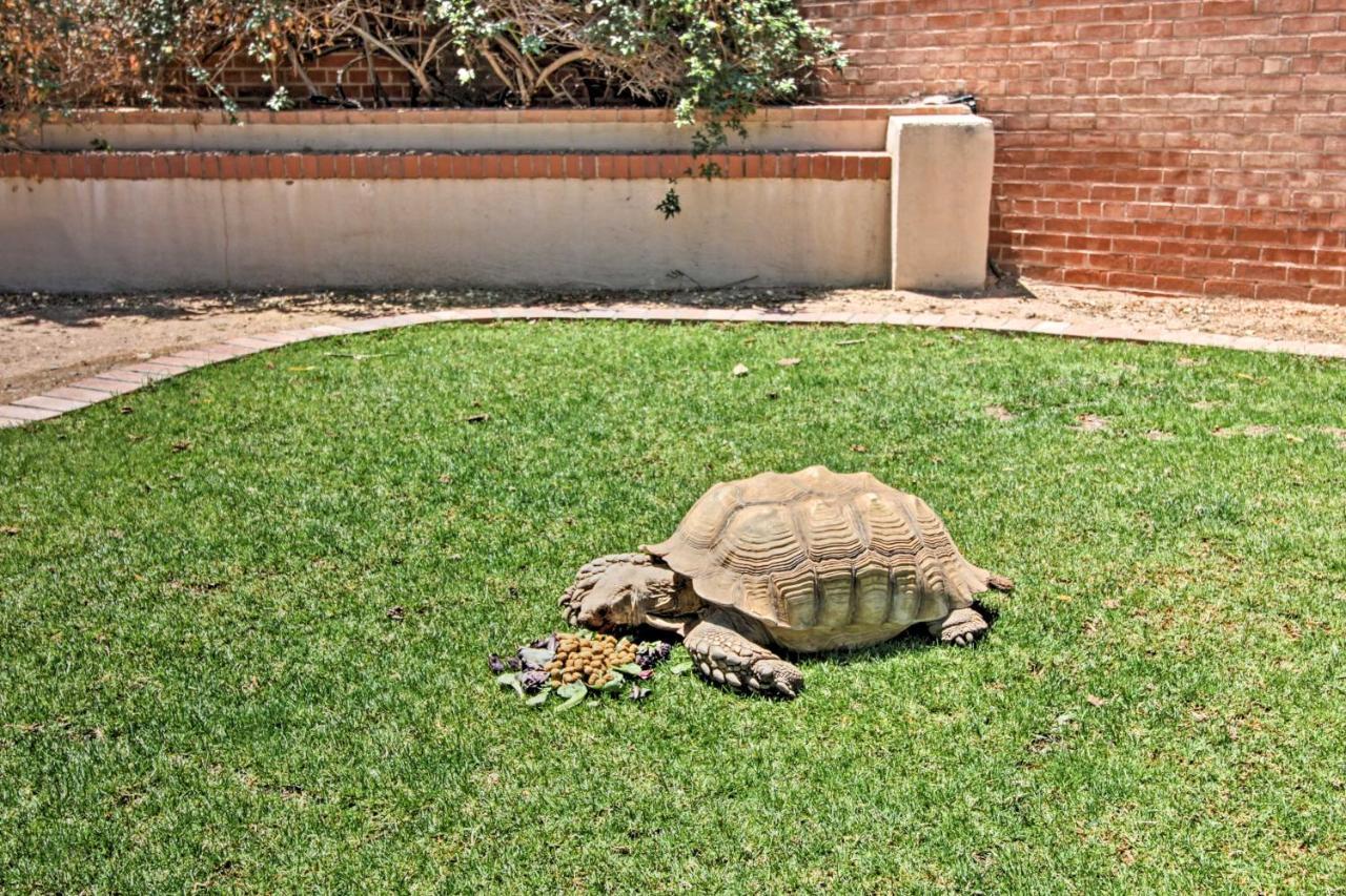 Pet-Friendly Tucson Casita Shared Hot Tub And Porch Villa Eksteriør billede